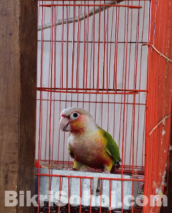 Pineapple Conure (Male)